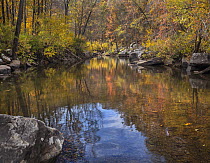 Forest in autumn, Richland Creek, Ozark-Saint Francis National Forest, Arkansas