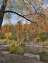 Oak (Quercus sp) and Hickory (Carya sp) forest along creek in autumn, Ozark-Saint Francis National Forest, Arkansas