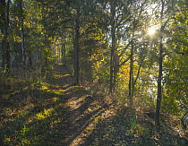 Trail through forest, Lake Sequoyah, Arkansas