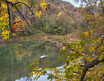 Trumpeter Swan (Cygnus buccinator) on lake, Boxley Valley, Buffalo National River, Arkansas