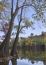 Tupelo (Nyssa aquatica) trees along river, White River National Wildlife Refuge, Arkansas
