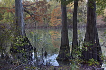 Tupelo (Nyssa aquatica) and Bald Cypress (Taxodium distichum) trees, White River National Wildlife Refuge, Arkansas