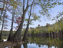 Tupelo (Nyssa aquatica) trees along river, White River National Wildlife Refuge, Arkansas