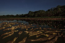 Jacare Caiman (Caiman yacare) group in wetland at night, Pantanal, Brazil