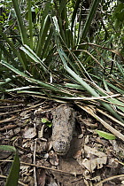Jacare Caiman (Caiman yacare) in forest, Pantanal, Brazil