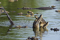 Jacare Caiman (Caiman yacare) males displaying to establish dominance, Pantanal, Brazil
