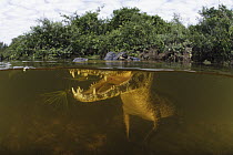 Jacare Caiman (Caiman yacare)fishing in wetland, Pantanal, Brazil