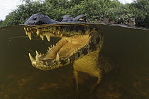 Jacare Caiman (Caiman yacare) waiting for fish to swim through open mouth in wetland, Pantanal, Brazil