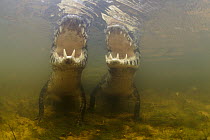 Jacare Caiman (Caiman yacare) pair waiting for fish to swim through open mouth in wetland, Pantanal, Brazil
