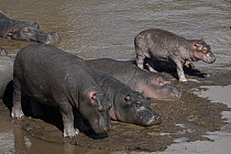Hippopotamus (Hippopotamus amphibius) calves, Okavango Delta, Botswana