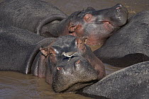 Hippopotamus (Hippopotamus amphibius) sleeping with Common Sandpiper (Actitis hypoleucos) on its nose, Okavango Delta, Botswana