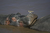 Hippopotamus (Hippopotamus amphibius) sleeping with Common Sandpiper (Actitis hypoleucos) on its nose, Okavango Delta, Botswana