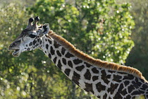 Masai Giraffe (Giraffa tippelskirchi) chewing, Masai Mara, Kenya