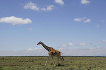 Masai Giraffe (Giraffa tippelskirchi) walking in savanna, Masai Mara, Kenya