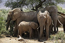 African Elephant (Loxodonta africana) herd staying in shade away from sun, Samburu National Park, Kenya