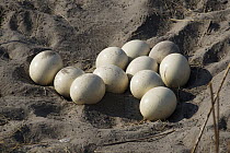 Ostrich (Struthio camelus)  eggs in sand, Africa