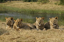 African Lion (Panthera leo) sub-adult males, Okavango Delta, Botswana