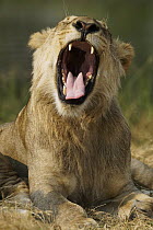 African Lion (Panthera leo) male yawning, Masai Mara, Kenya