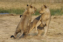 African Lion (Panthera leo) juvenile males play-fighting, Okavango Delta, Botswana