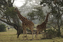 Reticulated Giraffe (Giraffa reticulata) browsing, Solio Game Reserve, Kenya
