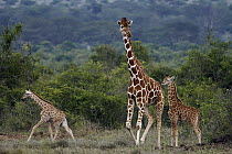Reticulated Giraffe (Giraffa reticulata) mother and calves, Solio Game Reserve, Kenya