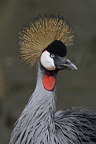 Black-crowned Crane (Balearica pavonina), Solio Game Reserve, Kenya