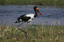 Saddle-billed Stork (Ephippiorhynchus senegalensis) in marsh, Okavango Delta, Botswana