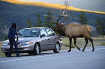 Elk (Cervus elaphus) bull approaching car and tourist in territorial display, North America, sequence 1 of 3