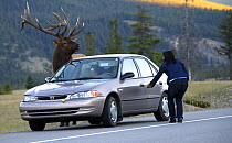Elk (Cervus elaphus) bull approaching car and tourist in territorial display, North America, sequence 2 of 3