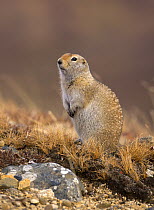 Arctic Ground Squirrel (Spermophilus parryii), North America