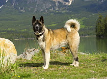 Akita (Canis familiaris)