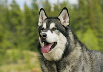 Alaskan Malamute (Canis familiaris)