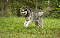 Alaskan Malamute (Canis familiaris) running