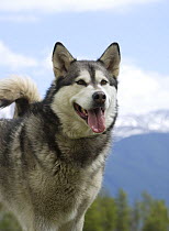 Alaskan Malamute (Canis familiaris) panting