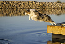 Australian Shepherd (Canis familiaris) jumping into water, sequence 1 of 2