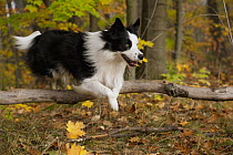 Border Collie (Canis familiaris) jumping over branch