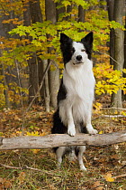 Border Collie (Canis familiaris) on branch
