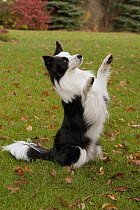 Border Collie (Canis familiaris) sitting up and raising paws