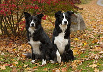 Border Collie (Canis familiaris) pair