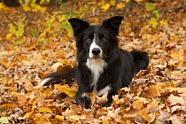 Border Collie (Canis familiaris) in fall leaves