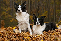 Border Collie (Canis familiaris) pair in fall leaves