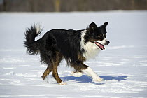 Border Collie (Canis familiaris) running through snow