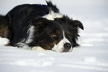 Border Collie (Canis familiaris) in snow