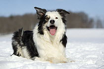 Border Collie (Canis familiaris) laying in snow