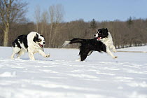 Border Collie (Canis familiaris) pair playing in snow