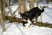 Border Collie (Canis familiaris) jumping over log