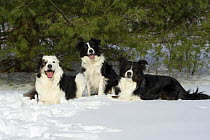 Border Collie (Canis familiaris) trio in snow