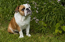 English Bulldog (Canis familiaris)