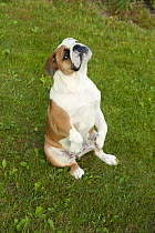 English Bulldog (Canis familiaris) sitting up