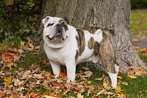 Bulldog (Canis familiaris) brindle smiling